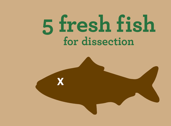 5 fresh fish for dissection